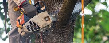 Best Stump Grinding and Removal  in Grand Coulee, WA