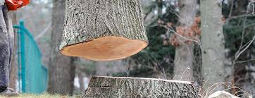 Professional Tree Removal in Grand Coulee, WA