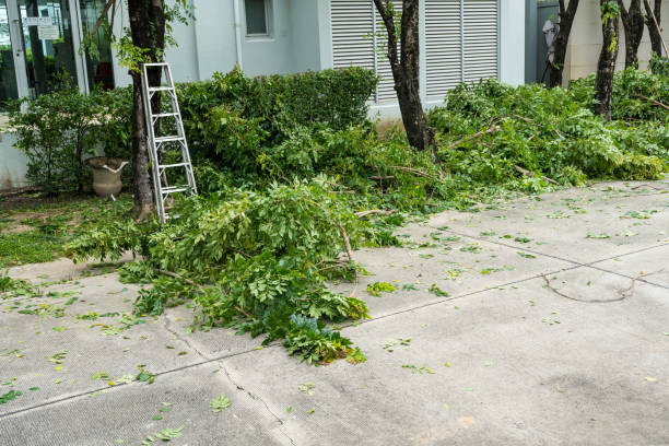 Best Lawn Disease Treatment  in Grand Coulee, WA